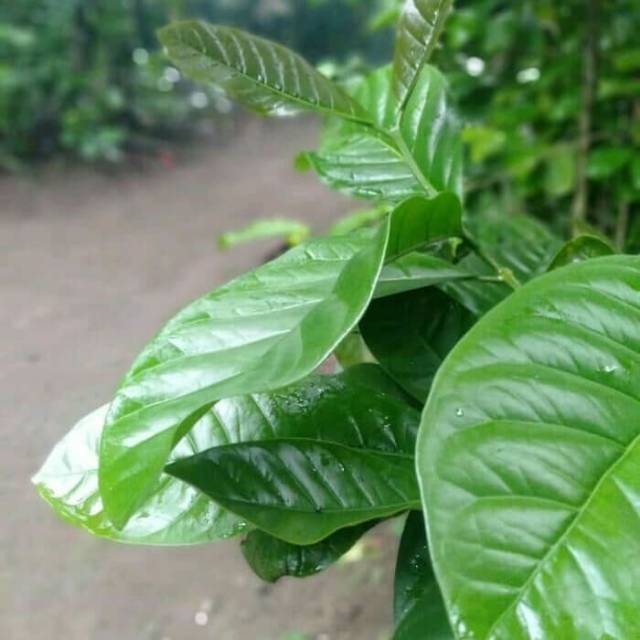 

Daun kopi segarr