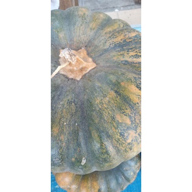 

waluh labu kulit hijau harga per kg
