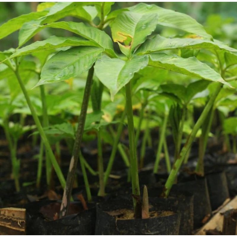 Bibit Porang Polybag