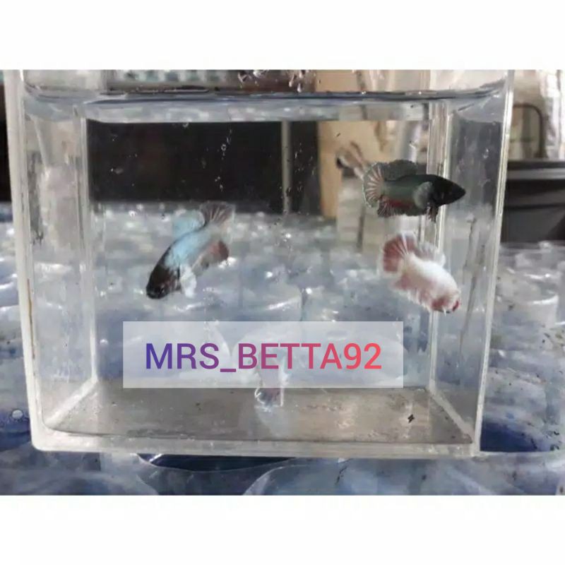 IKAN CUPANG BABY PKDE (DUMBO EAR)