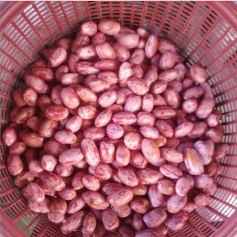 

BSM | TERMURAH Kacang Merah Taiwan Kupas Segar 250gr - 1kg / Kacang Merah Taiwan Kupas / Kacang Merah Kupas