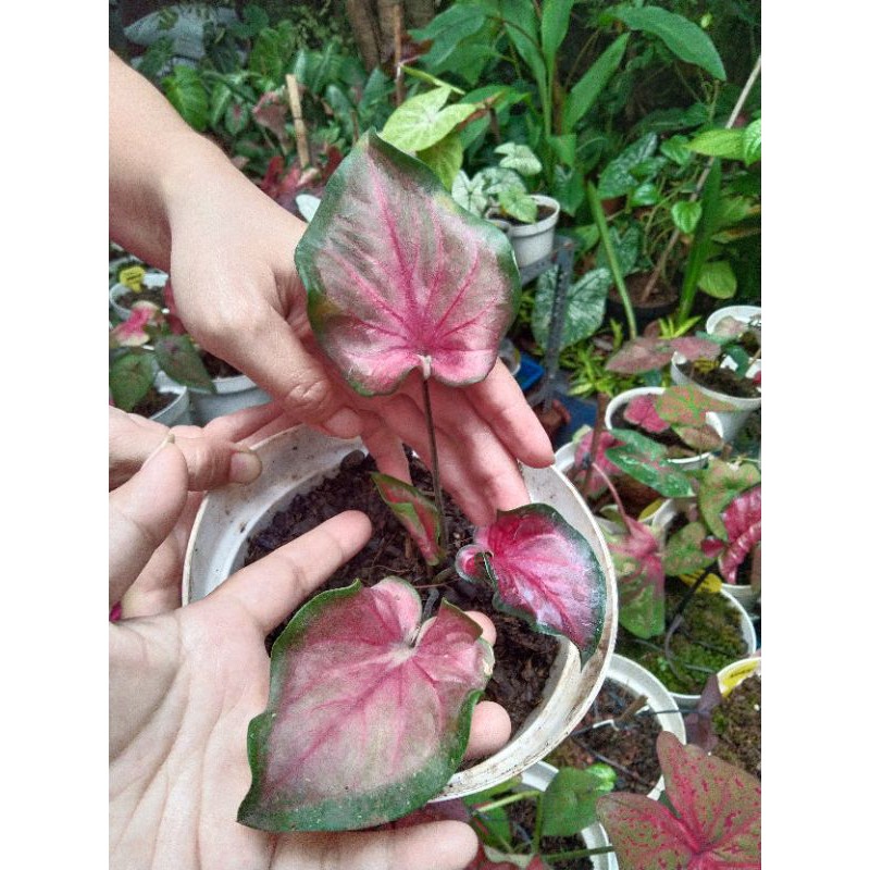 Size Remaja Keladi Minyak / Caladium Red Hot / Caladium Red Oil (Tanpa Pot)