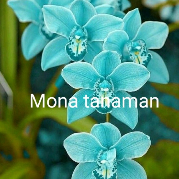 Tanaman Hias Anggrek Tanah Bunga Blue - Bunga Biru