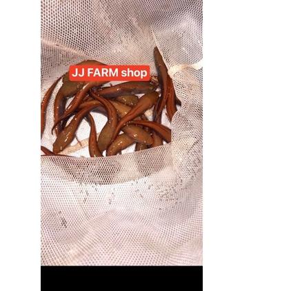 ☑ channa chana red barito asli jaminan merah menor pedes size 3cm - 15cm ada ➤
