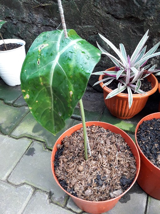 Tanaman Hias Keladi  Alocasia Silver /keladi Liku Sp Hutan