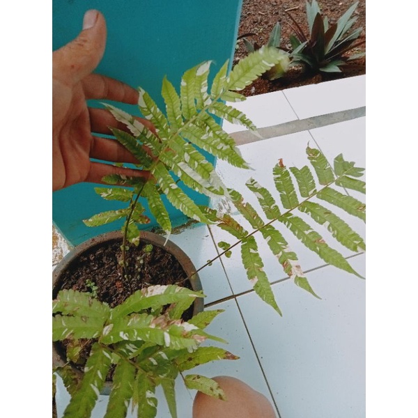 Tanaman pakis hias varigata