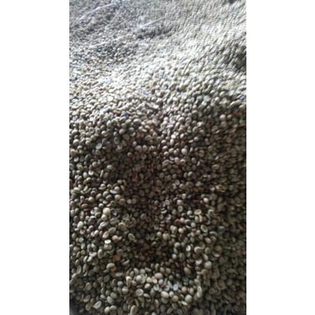 

Kopi Hijau 75rb/kg