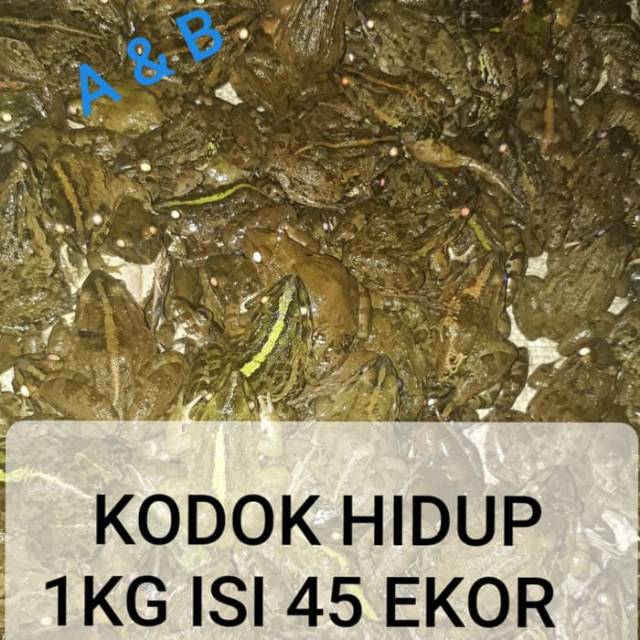 Kodok sawah-kawak sawah pakan ikan arwana predator (hidup)