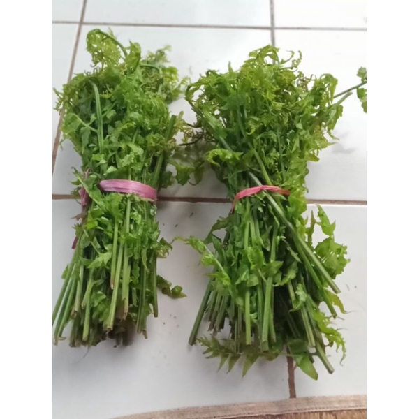 

pakis sayur sayur segar