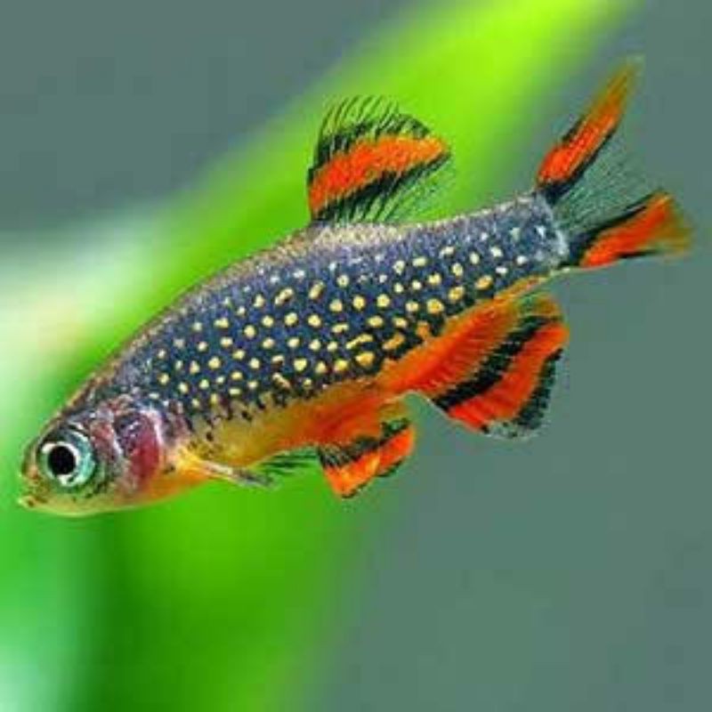 ikan rasbora galaxy