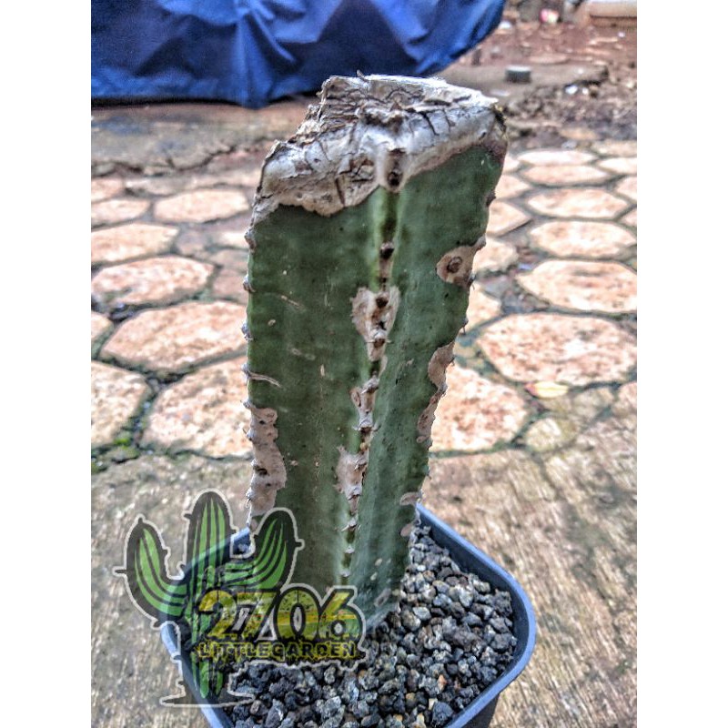 Euphorbia Ingens