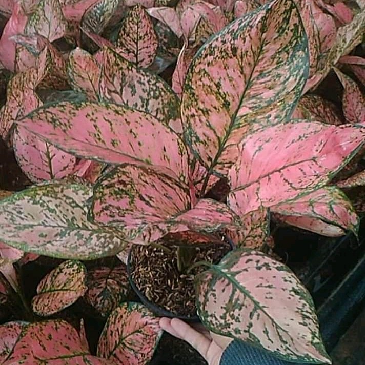 tanaman hias aglonema lady valentine - aglonema valentine