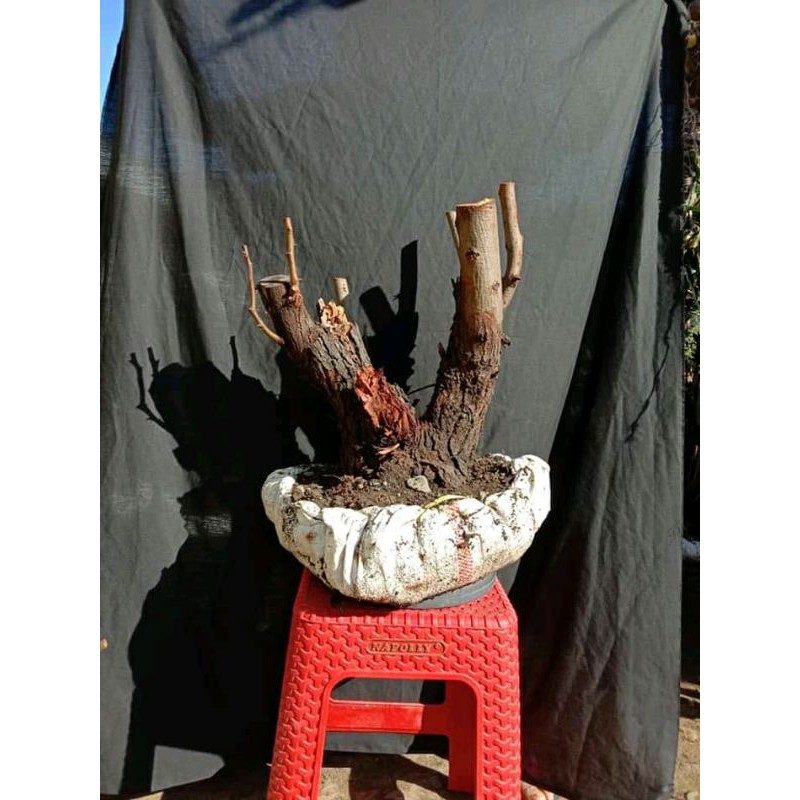 Bahan bonsai klampis ireng arabika