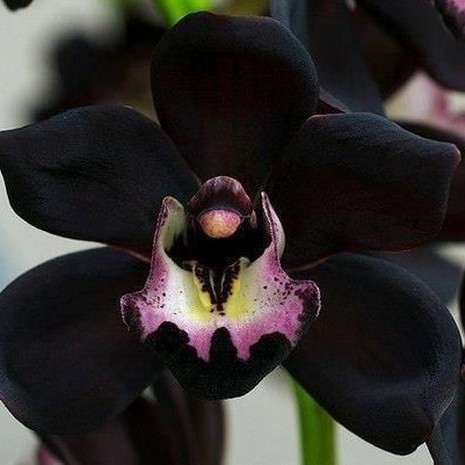 tanaman hias anggrek dendrobium black papua-anggrek dendro siap bunga