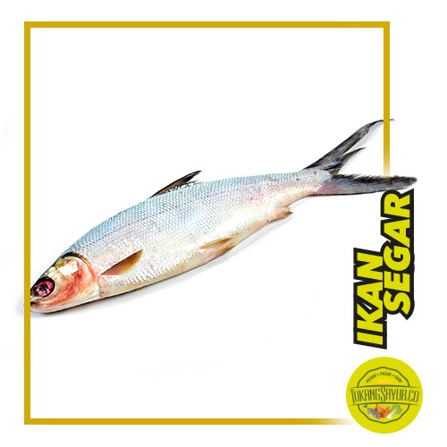 

Ikan Bandeng - 500 gr