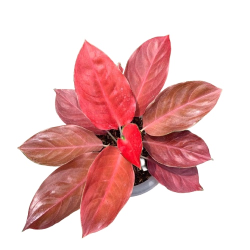 Aglonema Charlie Brown Tanaman Aglonema Hidup Bunga Aglonema Tanaman Aglonema Murah Bukan Bonggol