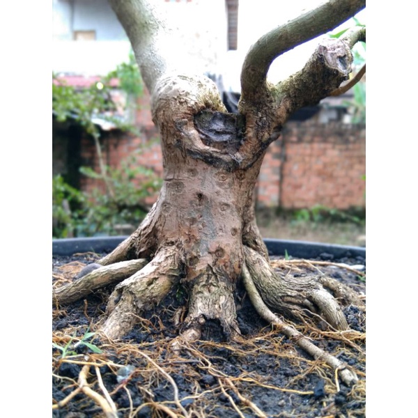 Sancang Bahan Bonsai Small Program Akar