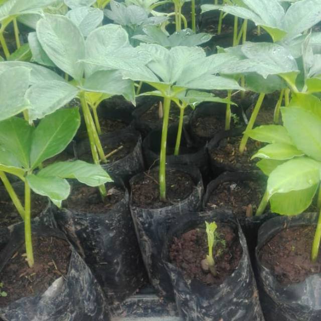 Bibit porang polibag