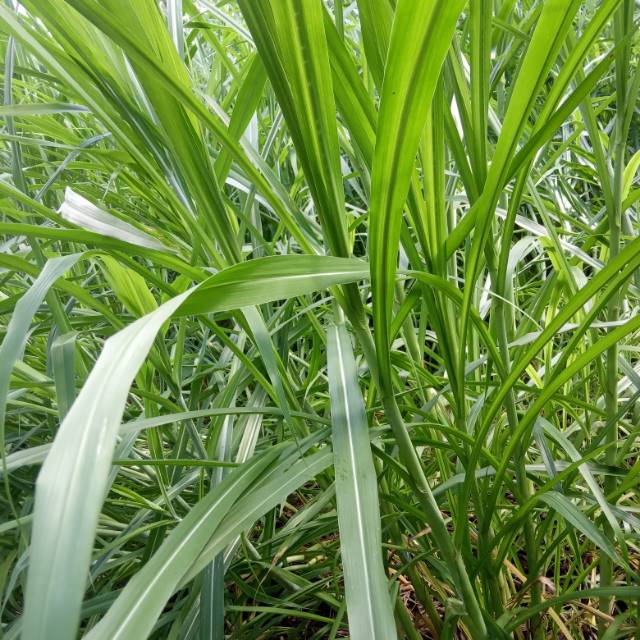 Bibit rumput pakchong