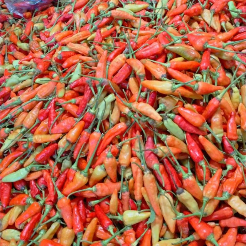 

Cabe rawit merah (500 gram)
