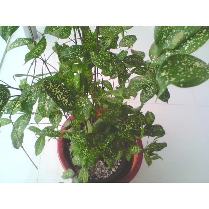 Bibit Tanaman BIBIT  PUTIH TELUR PUYUH