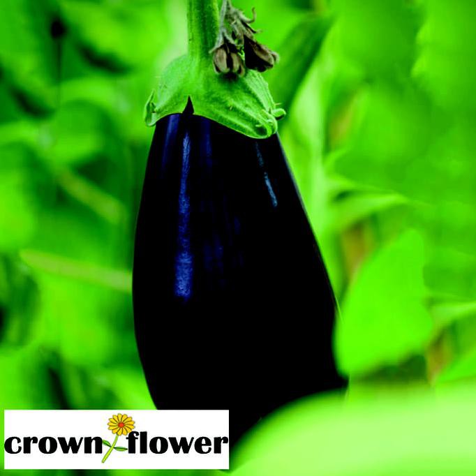 

Siap Kirim Benih Sayuran Aubergine Black Beauty Mr.Fothergil F1 Juara