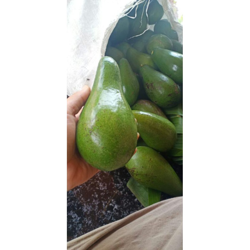 

alpukat mentega