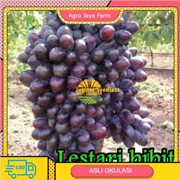Bibit Anggur Import Jupiter