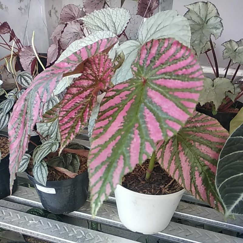 begonia Rex walet