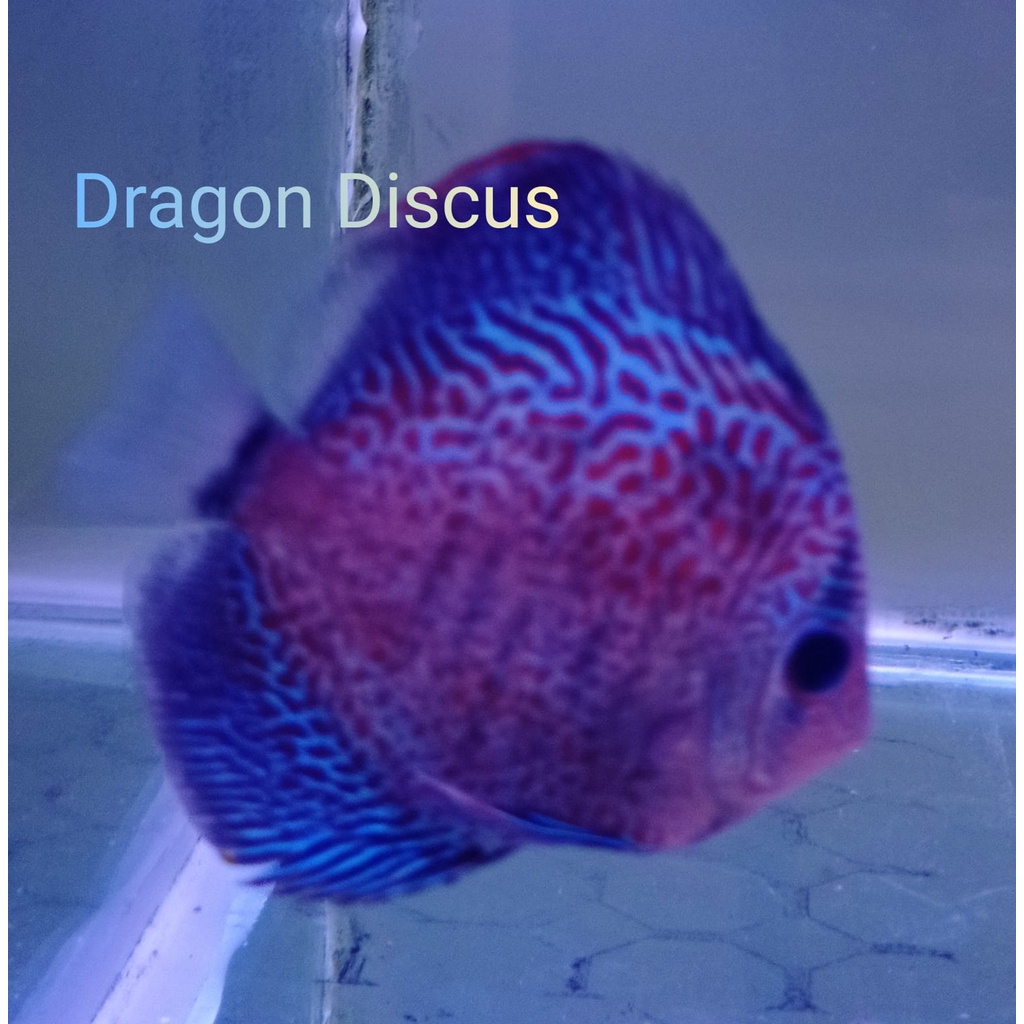 Discus Leopard Snake Skin 1,5 cm s/d 2" inch