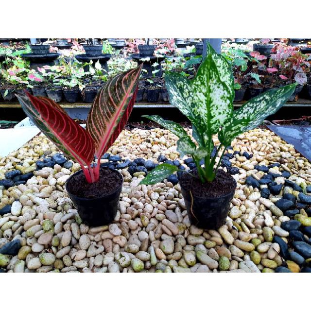 [✅COD]PAKET 2 POHON - (AGLONEMA PAKET) / RED SUMATRA & SNOW WHITE / AGLONEMA PAKET MURAH