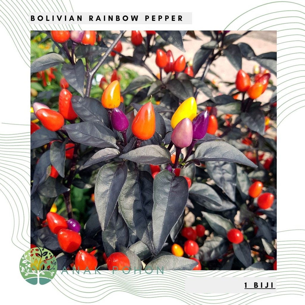 Benih Bibit Biji - Cabai Pelangi Multiwarna Cabe Bolivian Rainbow Pepper