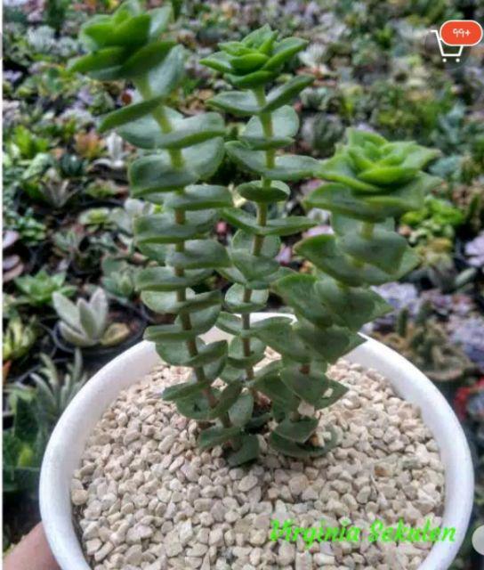 Kaktus Sekulen Kepiting