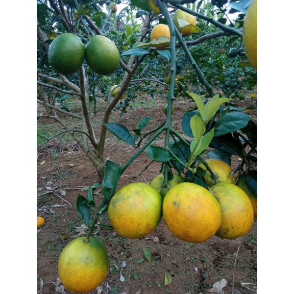 

jeruk lemon california super