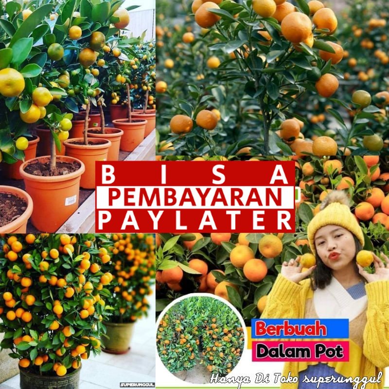Bibit Jeruk Santang Madu Super