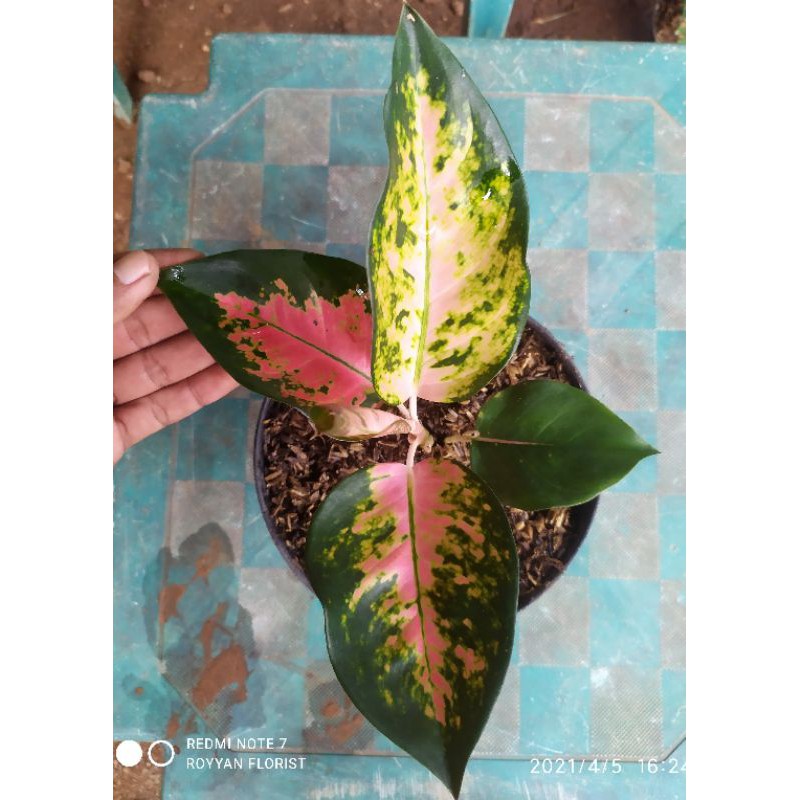 aglonema kocin paramuay