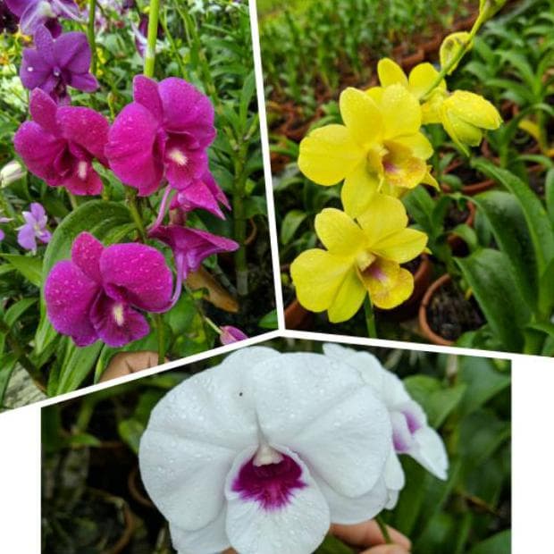 Paket 3 Anggrek Dendrobium Dewasa / Anggrek Dendrobium Dewasa (remaja pra dewasa)