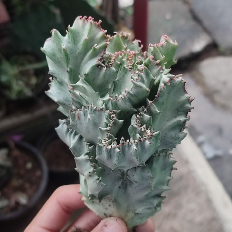 Sukulen Euphorbia lactea cristata silver varigata