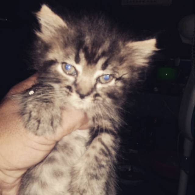 Kucing persia medium