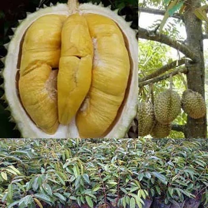 Bibit durian bawor super