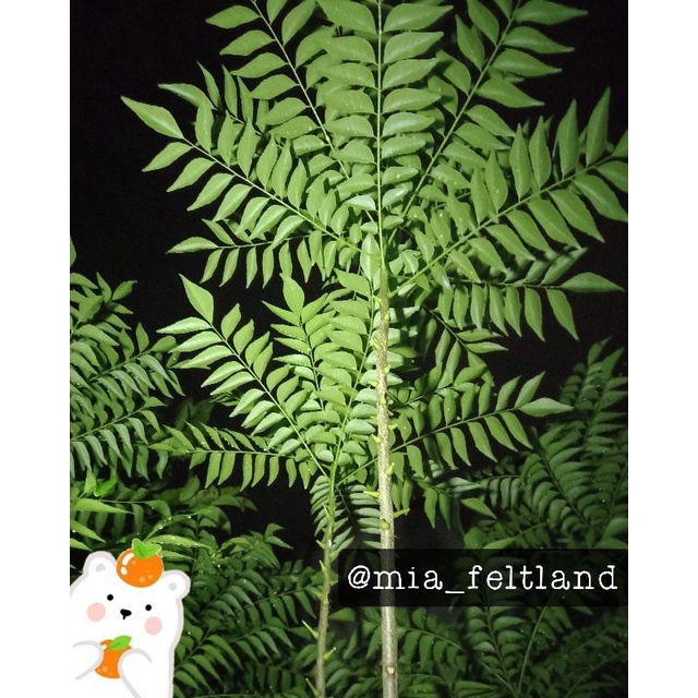 

20 Tangkai Daun Kari Segar Petik Pohon Promo BELI 2 GRATIS 1