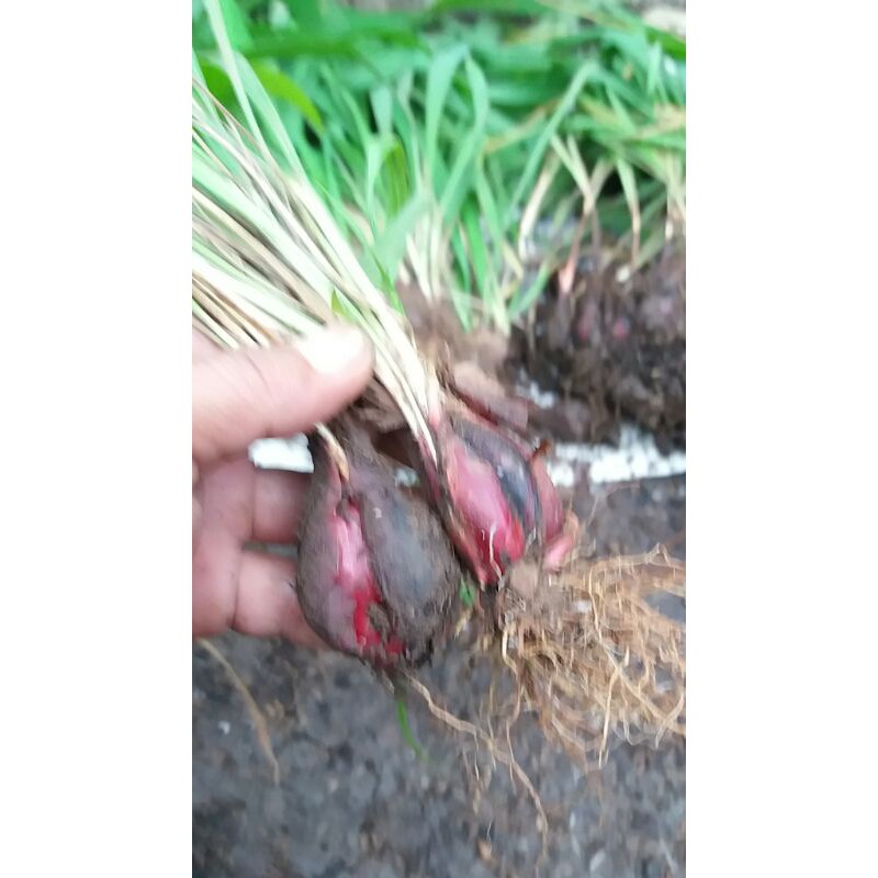 

2 Pcs Bibit Bawang Papua | Bawang Dayak | Bawang Hutan