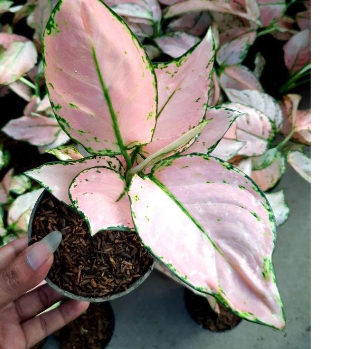 Terbaru Tanaman Hias Aglaonema/Aglonema Hias PINK STAR TISSU. .. . ..
