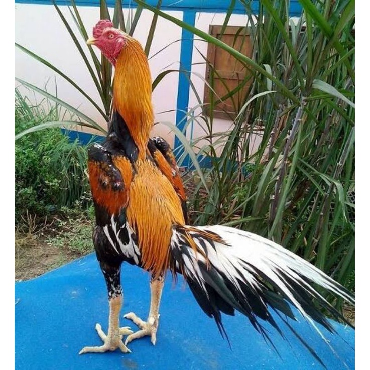 TELUR AYAM BANGKOK WIRING UNTUK DI TETASKAN