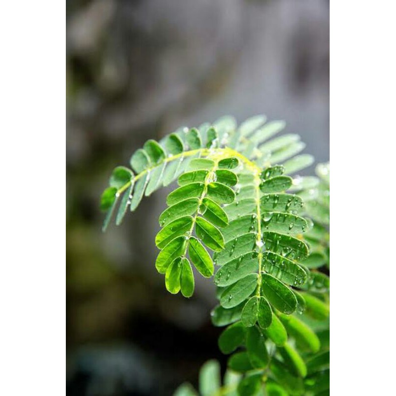

Jual Daun Petai Cina/Lamtoro