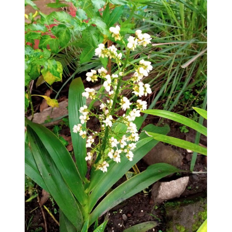 ANGGREK TANAH PUTIH BUNGA TANGAN MALAIKAT xiphidium caeruleum TANAMAN HIAS MURAH