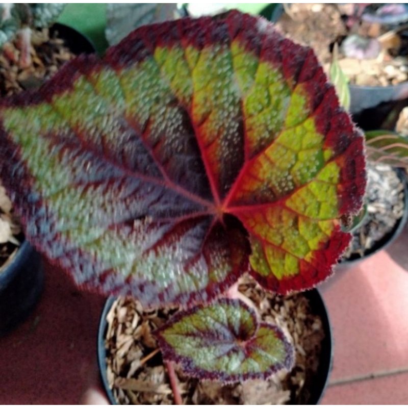 Tanaman hias begonia Rex merry - begonia pelangi