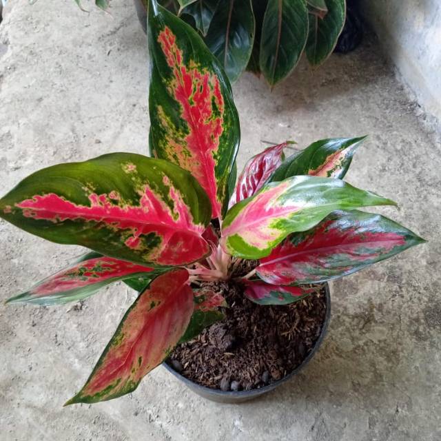 Pusat aglonema terlaris / aglonema camelon / red kocin