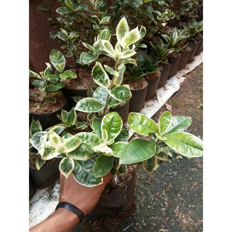tanaman hias asoka variegata
