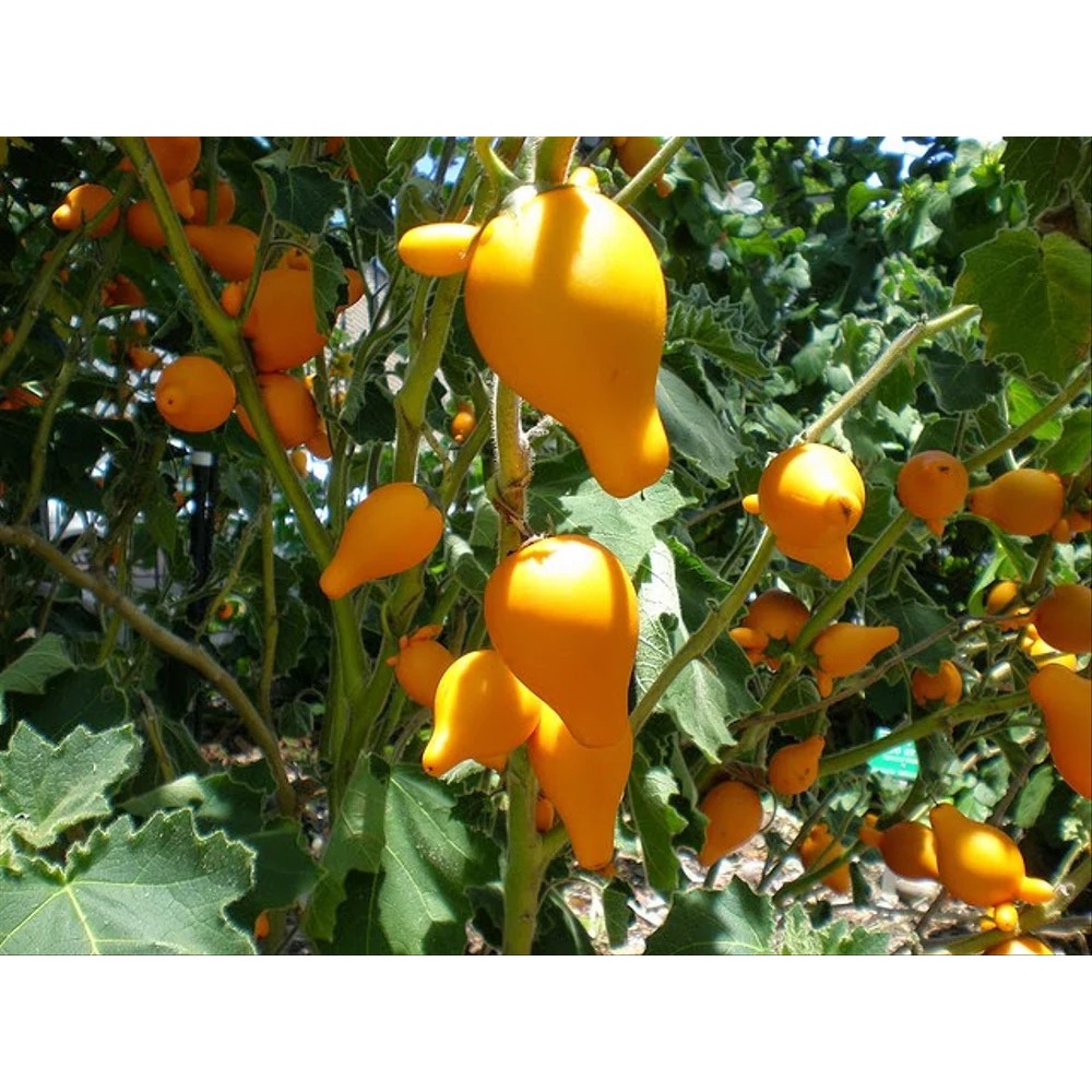 Maica Leaf Benih Bibit Terong Susu Isi 10 Seed Shopee Indonesia